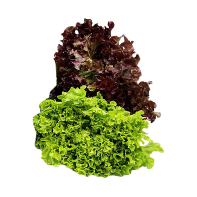 Cameron Garden Lettuce Mix Butterhead 250g