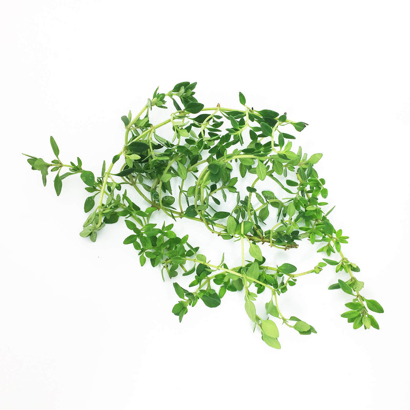 Genting Garden Lemon Thyme (Malaysia) 10g